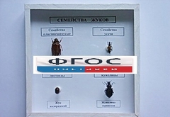 Коллекция "Семейство жуков" - fgospostavki.ru - Обнинск