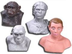 Комплект палеонтологических моделей "Происхождение человека" - fgospostavki.ru - Обнинск