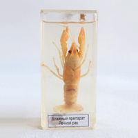 Влажный препарат "Рак речной" - fgospostavki.ru - Обнинск