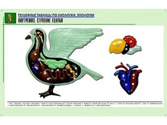 Рельефная таблица "Внутреннее строение голубя" (формат А1, матовое ламинирование) - fgospostavki.ru - Обнинск