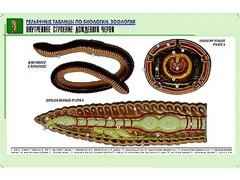 Рельефная таблица "Внутреннее строение дождевого червя" (формат А1, матовое ламинирование) - fgospostavki.ru - Обнинск