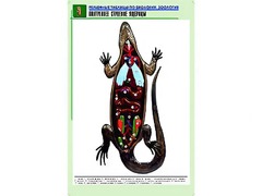 Рельефная таблица "Внутреннее строение ящерицы" (формат А1, матовое ламинирование) - fgospostavki.ru - Обнинск