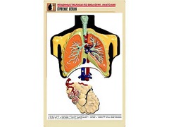Рельефная таблица "Строение легких" (формат А1, матовое ламинирование) - fgospostavki.ru - Обнинск