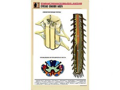 Рельефная таблица "Строение спинного мозга " (формат А1, матовое ламинирование) - fgospostavki.ru - Обнинск