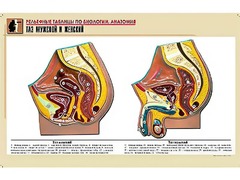 Рельефная таблица "Таз мужской и женский" (формат А1, матовое ламинирование) - fgospostavki.ru - Обнинск