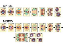 Модель-аппликация "Деление клетки. Митоз и мейоз" (ламинированная) - fgospostavki.ru - Обнинск