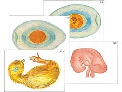 Модель-аппликация "Развитие птицы и млекопитающего (человека)" (ламинированная) - fgospostavki.ru - Обнинск