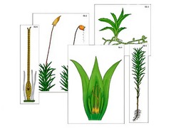 Модель-аппликация "Размножение мха" (ламинированная) - fgospostavki.ru - Обнинск
