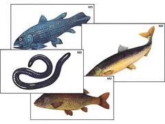 Модель-аппликация "Разнообразие низших и высших хордовых" (ламинированная) - fgospostavki.ru - Обнинск