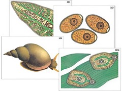 Модель-аппликация "Циклы развития печеночного сосальщика и бычьего цепня" (ламинированная) - fgospostavki.ru - Обнинск