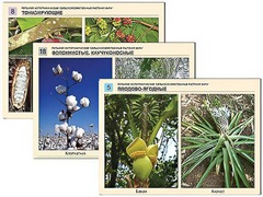 Гербарий фотографический "Сельскохозяйственные растения мира" - fgospostavki.ru - Обнинск