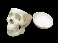 Модель "Череп человека" - fgospostavki.ru - Обнинск