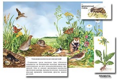 Магнитный плакат-аппликация "Луг: биоразнообразие и взаимосвязи в сообществе" - fgospostavki.ru - Обнинск