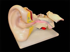 Модель уха - fgospostavki.ru - Обнинск