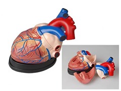 Модель сердца в разрезе (демонстрационная) - fgospostavki.ru - Обнинск