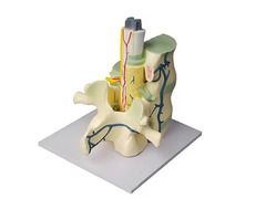 Модель части позвоночника человека - fgospostavki.ru - Обнинск