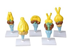 Комплект моделей строения мозга позвоночных - fgospostavki.ru - Обнинск