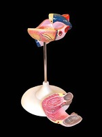 Модель сердца (лабораторная) - fgospostavki.ru - Обнинск