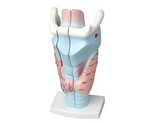 Модель гортани в разрезе - fgospostavki.ru - Обнинск