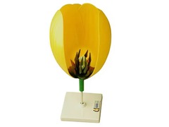 Модель цветка тюльпана - fgospostavki.ru - Обнинск