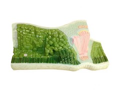 Модель строения листа - fgospostavki.ru - Обнинск