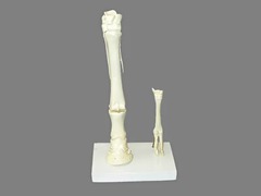 Модель "Скелет конечностей лошади и овцы" (на подставке) - fgospostavki.ru - Обнинск