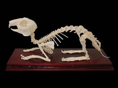 Скелет кролика - fgospostavki.ru - Обнинск