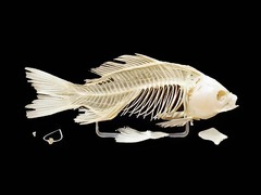 Скелет костистой рыбы - fgospostavki.ru - Обнинск