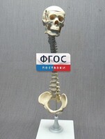 Модель "Позвоночник с черепом и тазом" - fgospostavki.ru - Обнинск