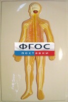Модель барельефная "Нервная система человека" - fgospostavki.ru - Обнинск