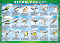 Комплект таблиц "Птицы России (4 листа)" (100х140 сантиметров, винил) - fgospostavki.ru - Обнинск