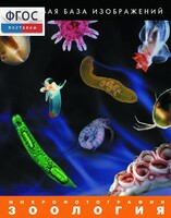 Зоология. Микрофотографии. (Цифровая база изображений) - fgospostavki.ru - Обнинск