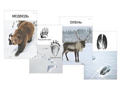Комплект дидактических карточек "Следы на снегу" - fgospostavki.ru - Обнинск