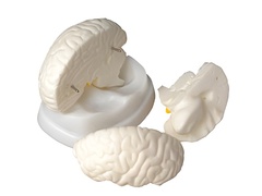 Модель мозга в разрезе - fgospostavki.ru - Обнинск