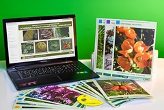 Гербарий натурально-интерактивный "Основные группы растений. Грибы. Лишайники" - fgospostavki.ru - Обнинск