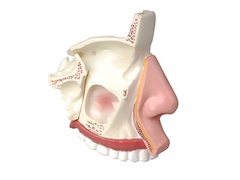 Модель носа в разрезе - fgospostavki.ru - Обнинск