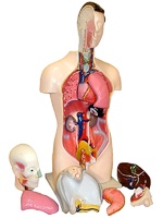 Торс человека разборный (42 см.) - fgospostavki.ru - Обнинск