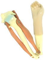 Модель локтевого сустава подвижная - fgospostavki.ru - Обнинск