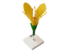 Модель цветка капусты - fgospostavki.ru - Обнинск