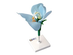 Модель цветка гороха - fgospostavki.ru - Обнинск