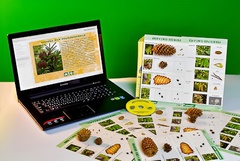 Коллекция натурально-интерактивная "Шишки, плоды, семена деревьев и кустарников" - fgospostavki.ru - Обнинск