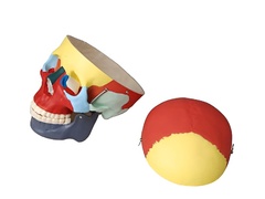 Модель "Череп человека с раскрашенными костями" - fgospostavki.ru - Обнинск