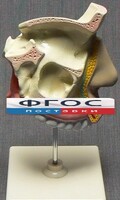 Модель "Разрез носоглотки" - fgospostavki.ru - Обнинск