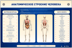 Электрифицированный стенд-тренажер c макетом скелета "Анатомическое строение человека" - fgospostavki.ru - Обнинск