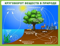 Стенд "Круговорот веществ" - fgospostavki.ru - Обнинск