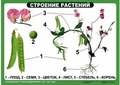 Комплект таблиц "Ознакомление с окружающим миром 1-4 класс" - fgospostavki.ru - Обнинск