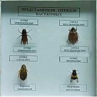 Коллекция энтомологическая "Представители отряда насекомых" - fgospostavki.ru - Обнинск