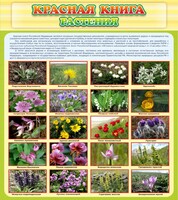 Стенд "Красная книга - растения" - fgospostavki.ru - Обнинск
