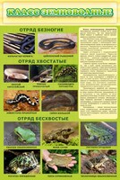 Стенд "Класс земноводные" - fgospostavki.ru - Обнинск