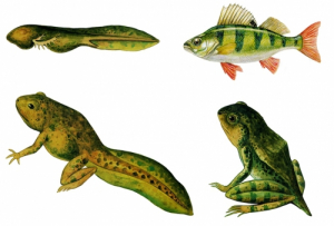 Модель-аппликация Цикл развития костной рыбы и лягушки - fgospostavki.ru - Обнинск